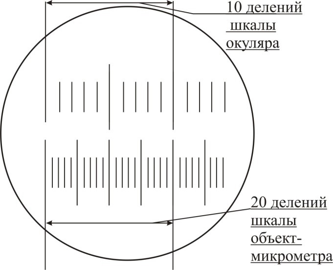 Определение цены деления шкалы окуляра